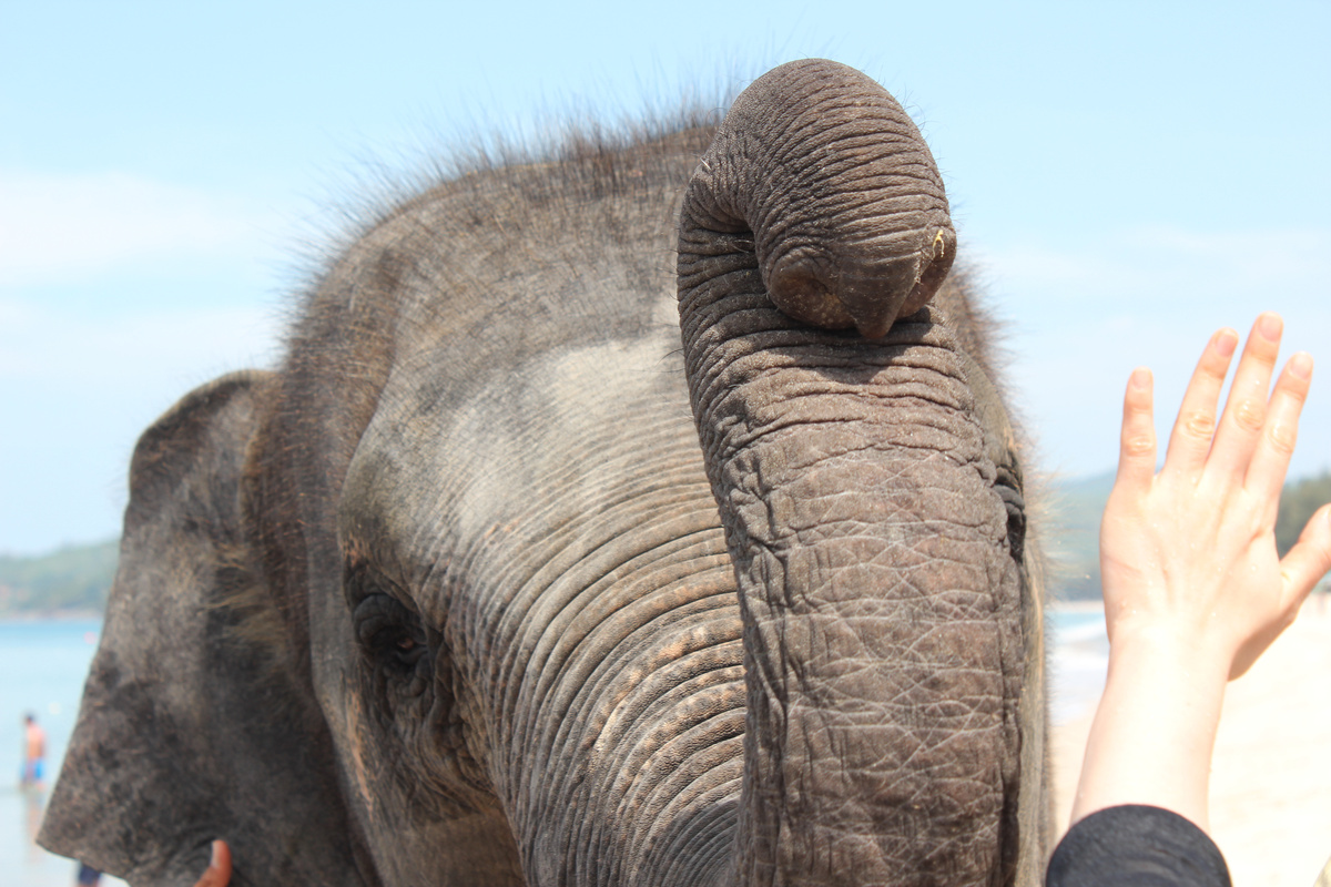 Слон в Тайланде - священное животное