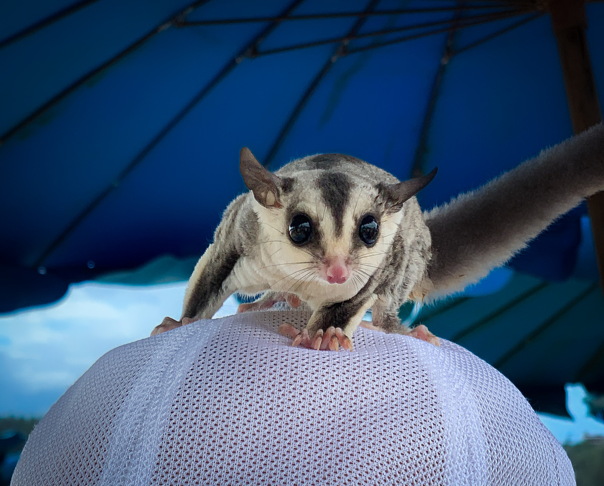 Белки летяги такие нежные зверушки