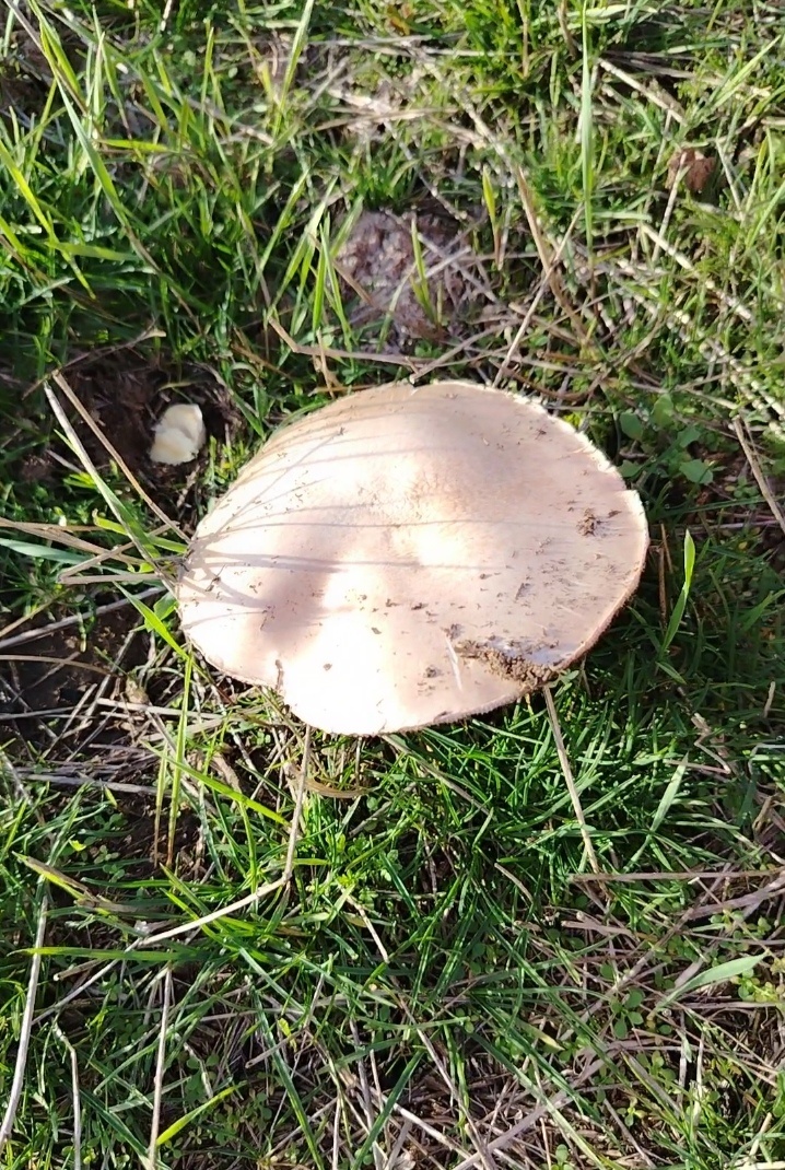 Первый гриб