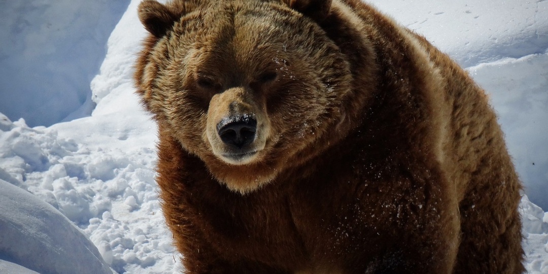 Бурый медведь бродит по снегу вблизи Барнаула