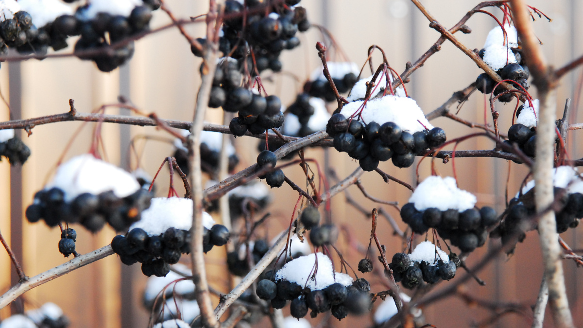 Черноплодная рябина.