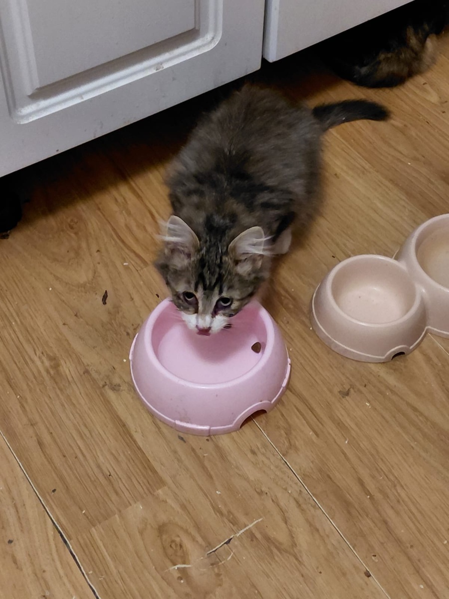 Тикки в первые дни 