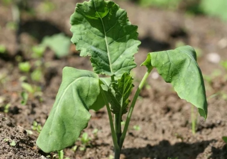 Готовимся к новому сезону - от чего падает и вянет рассада после высадки