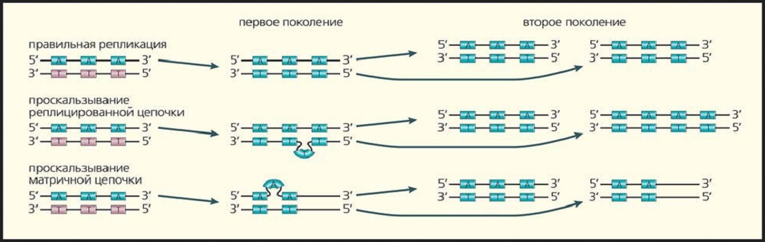 Схема УМНОЖЕНИЯ ЧИСЛА ТАНДЕМНЫХ ПОВТОРОВ при ошибке ДНК-полимеразы. (elementy.ru)