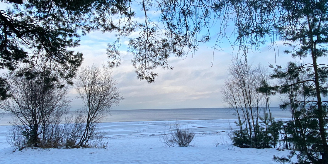 Берег Ладоги. Коккорево. Щуры