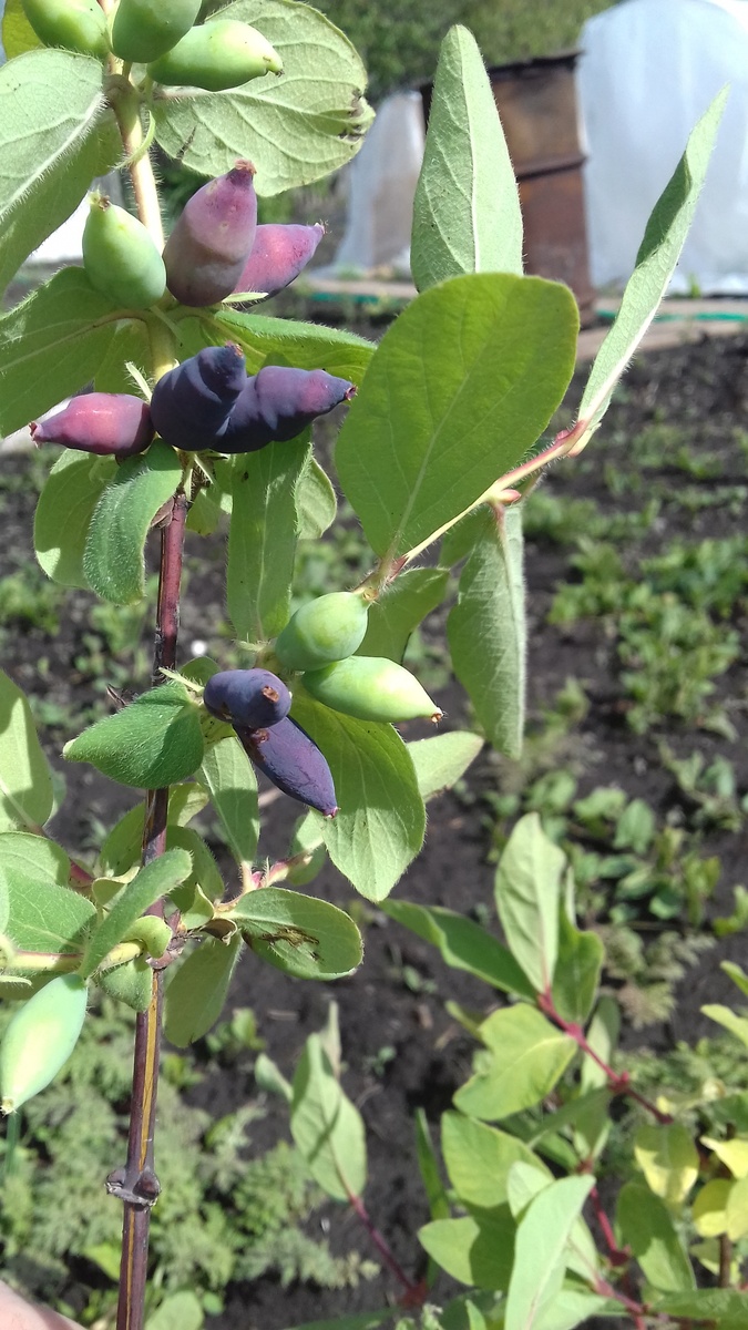 Фото автора, кустик жимолости 