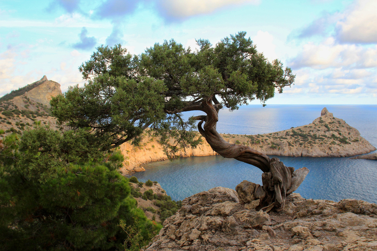Можжевельник в горах Нового Света