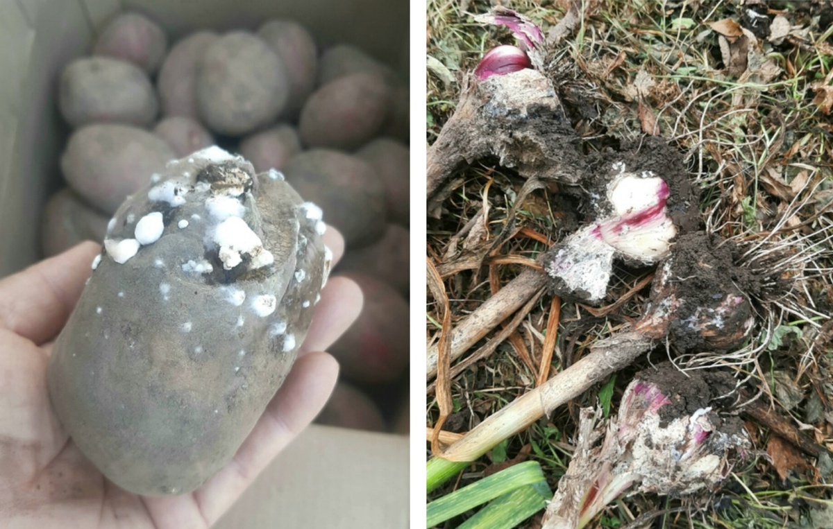 Фото автора. Вот они, триггеры волнения.