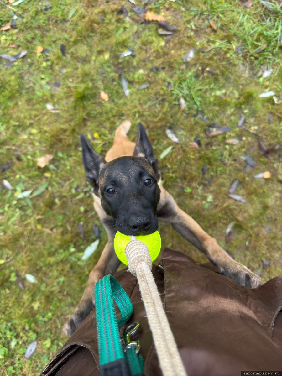 Фото: поисковый отряд «След»