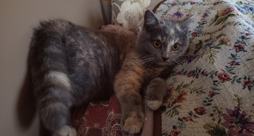    Почему кошка переворачивается на спину рядом с вами: знак, который нужно понимать