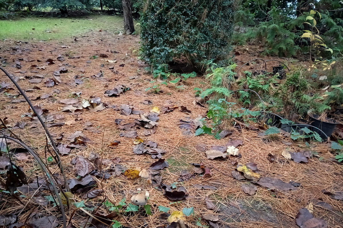 Вот тут наши грибы и растут