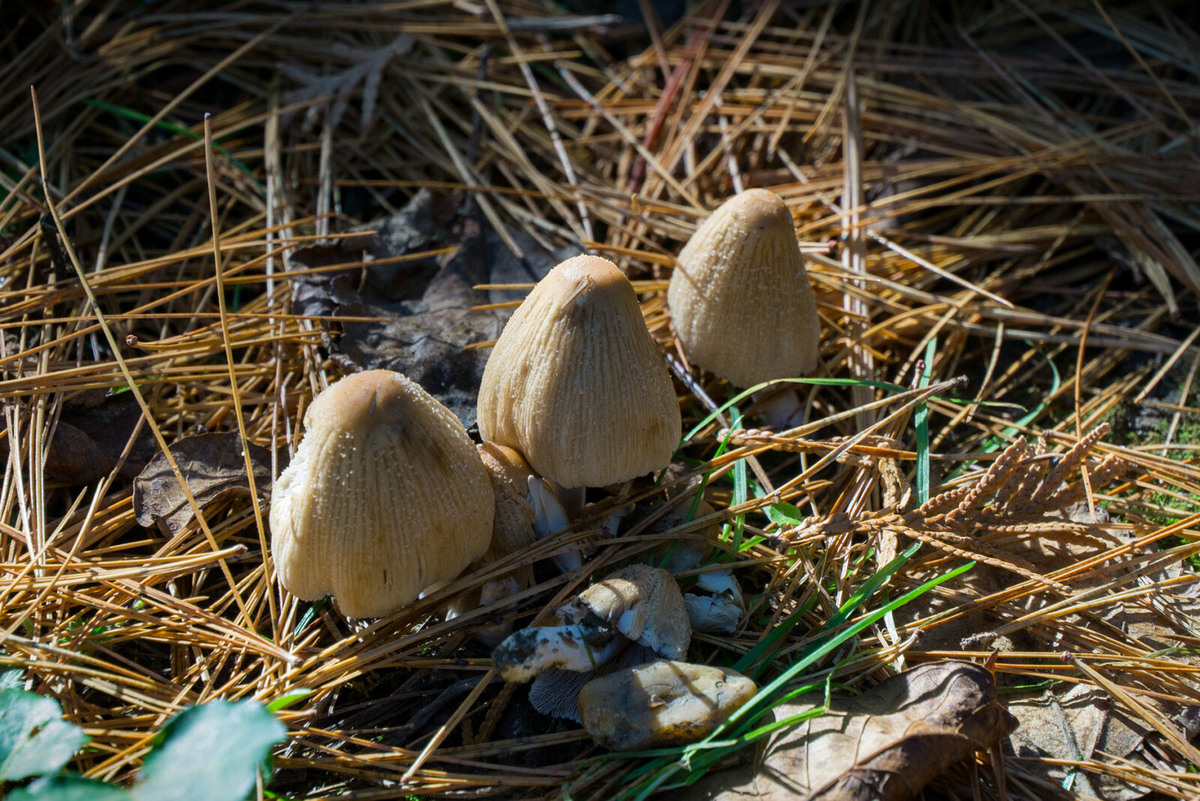 Вот он наш навозник мерцающий (Coprinus micaceus)