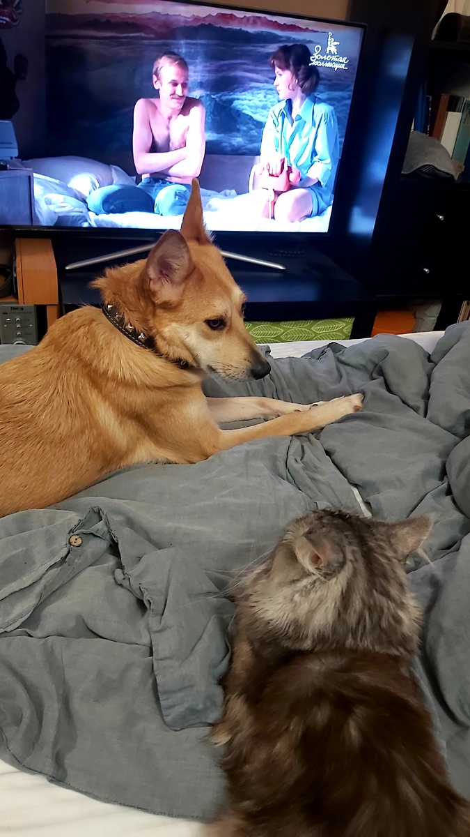 Общаются и смотрят ТВ