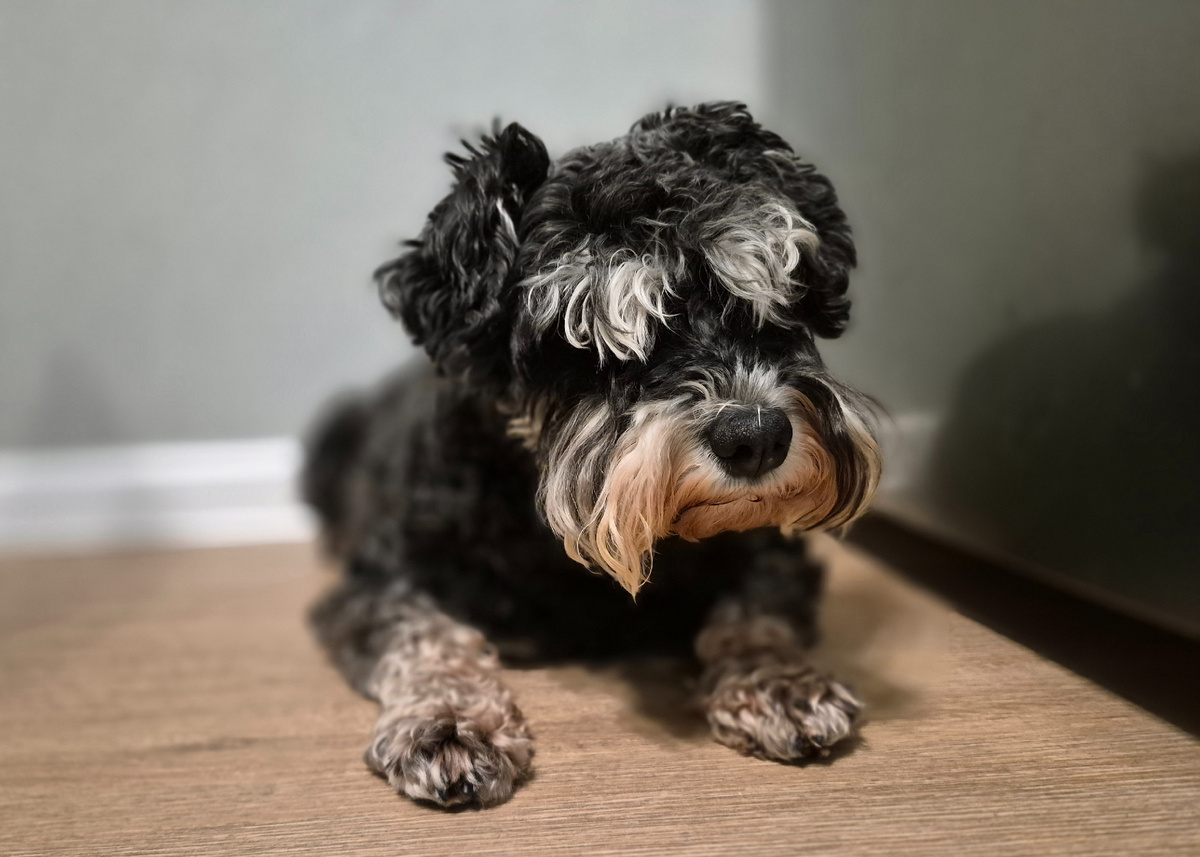 Маленькая отважная собачка Джесси