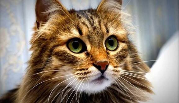 Почему мозг кошки работает так эффективно