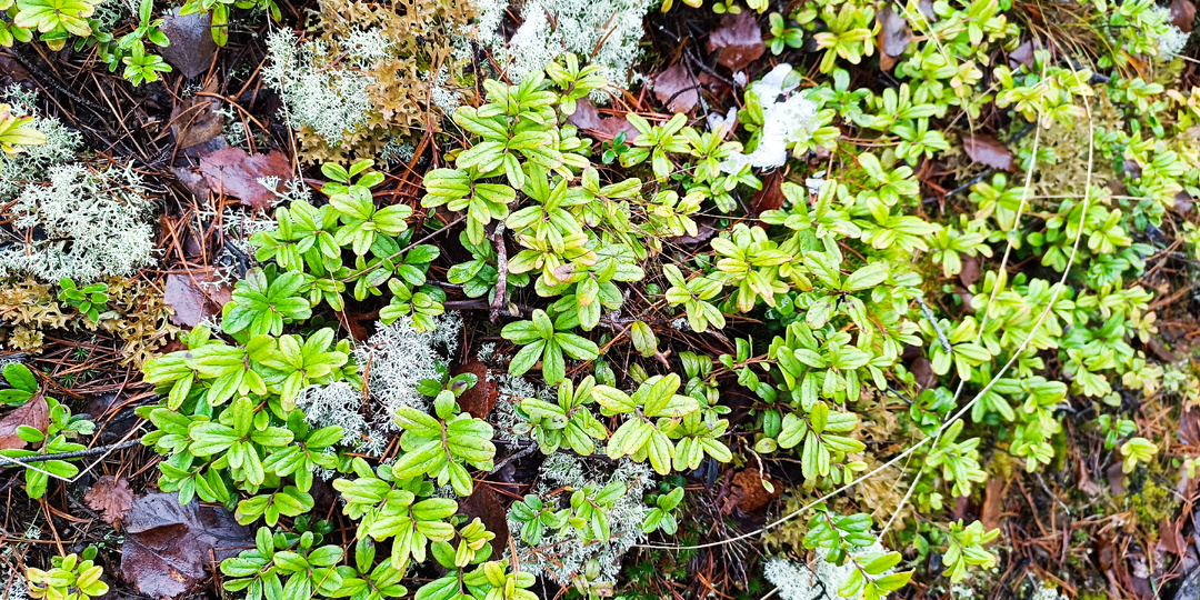 Секрет северных винокуров: почему в лучшие настойки клали не ягоду, а лист брусники