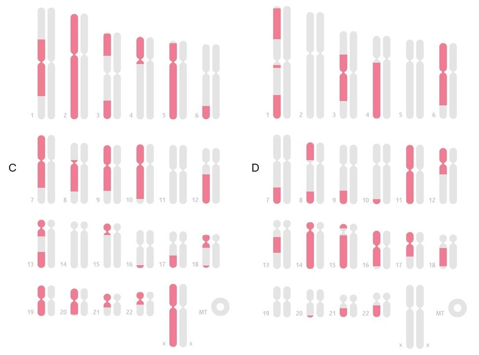 Рис. 2. Карта общих IBD-сегментов внучки с бабушкой (C) и дедушкой (D) по отцовской линии. Скриншоты из личного кабинета Genotek; предоставлены пользователем и использованы с его согласия.