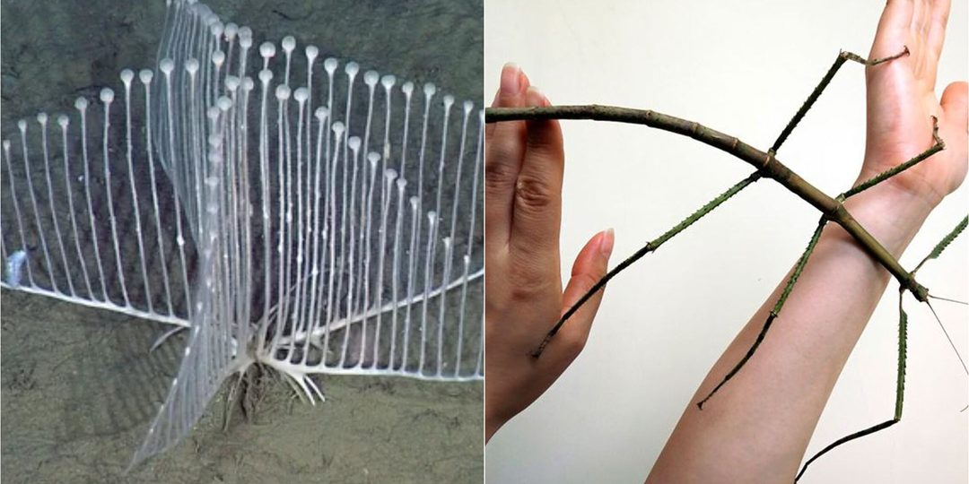 5 новых видов странных животных, которых открыли в 2025 году