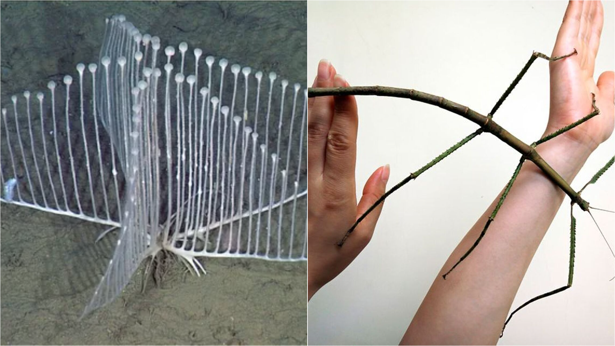 5 новых видов странных животных, которых открыли в 2025 году