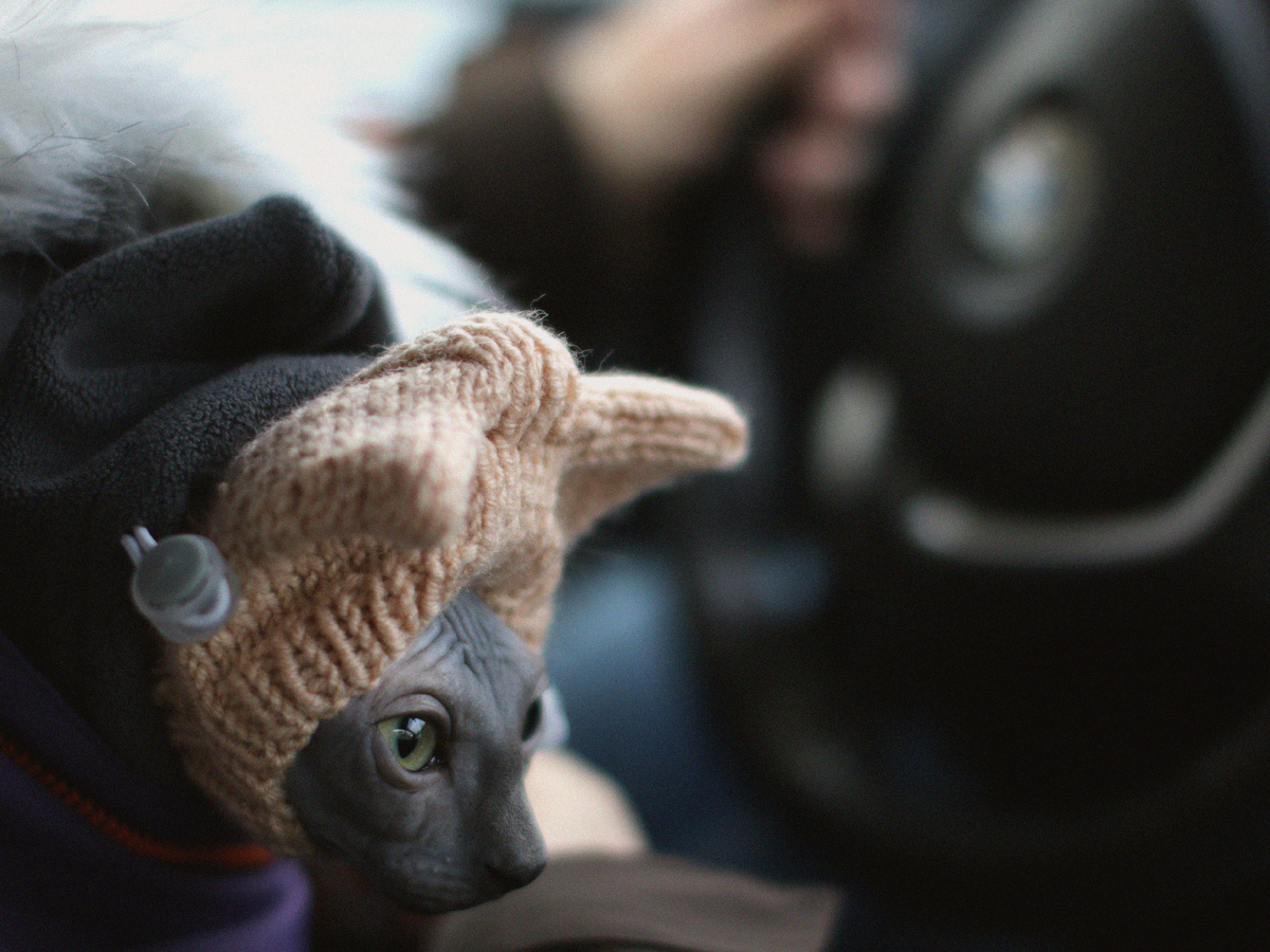 Главное правило - никакого принуждения. Если кошка хочет вернуться домой - мы возвращаемся и повторяем попытку в другой раз, чтобы не сформировалось негативных ассоциаций