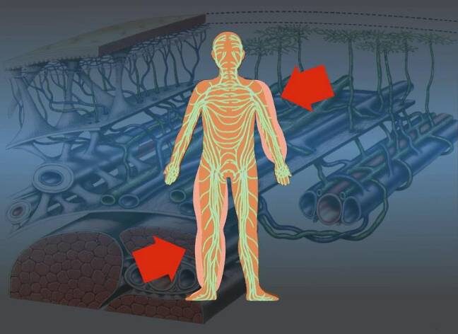 Лимфедема: полное руководство по борьбе с лимфатическим отеком. Как вернуть легкость движений и избежать осложнений