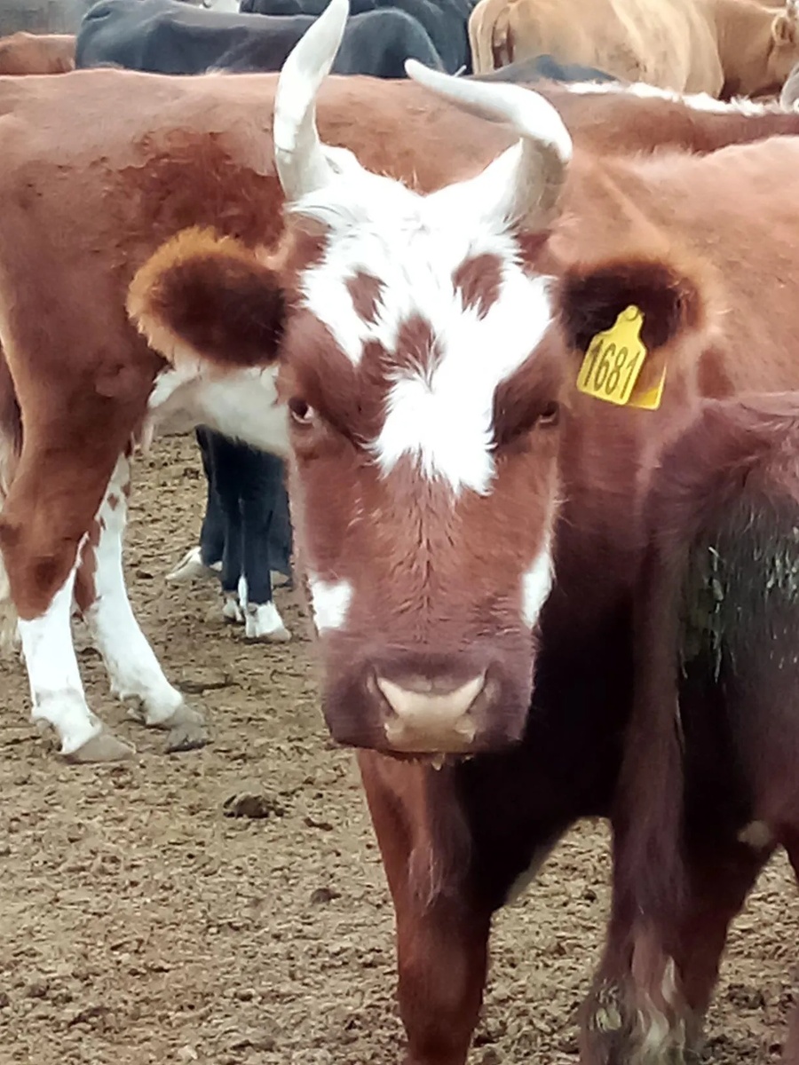 Калмыцкая порода крупного рогатого скота — порода мясного направления. Она была выведена в Калмыкии из скота монгольского происхождения, вывезенного из Монголии около 350 лет назад. Скот калмыцкой породы распространен на большой территории России, от Нижнего Поволжья и Северного Кавказа до Восточной Сибири.