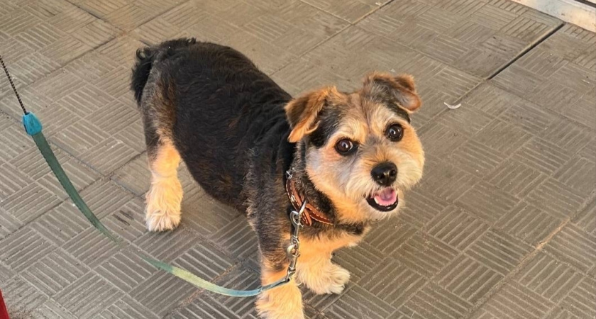    Собаке нужны только эти 4 игрушки - на остальные даже смотреть не надо. На заметку всем владельцам