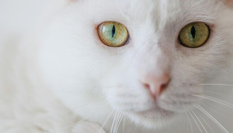    Французская кухня по-кошачьи. Как услышать того, кто не умеет говорить? Фото: realfish on Unsplash