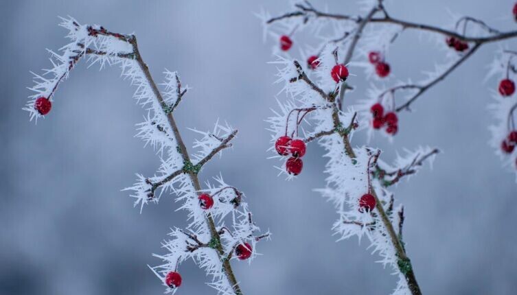   Как образуется иней и из чего он состоит? Фото: Rolf Schmidbauer on Unsplash