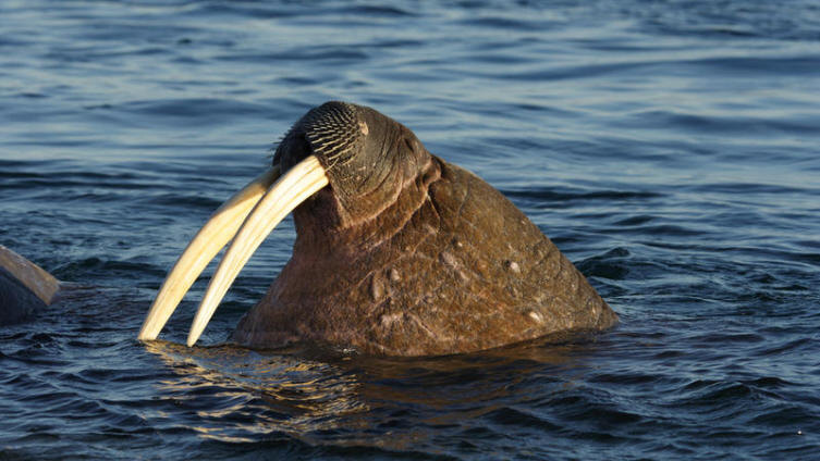    Зачем моржу клыки? Gail Johnson Shutterstock.com
