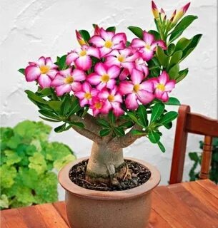 Адениум: секреты выращивания волшебного суккулента