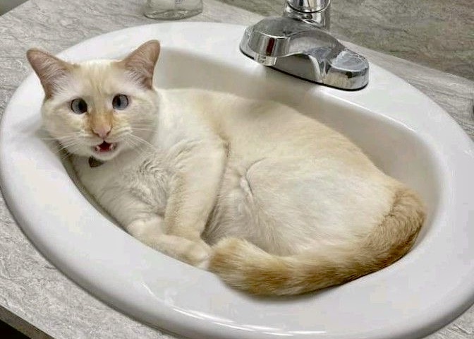 Мне удобно: 9 котов, которые выбрали неожиданные места для отдыха