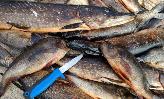    фото: © Евгений Белянчиков, Столица на Онего