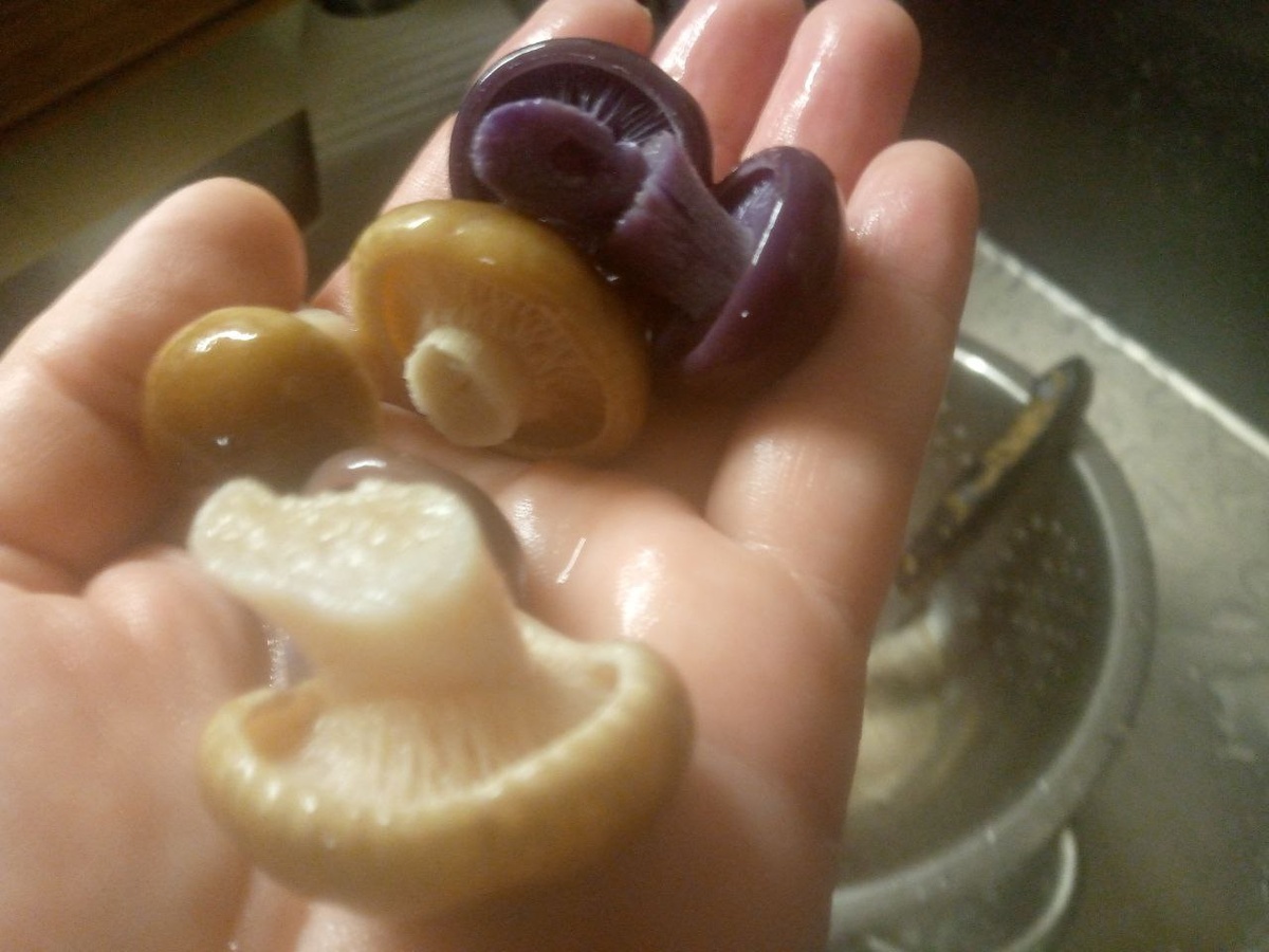 Ноябрьские грибочки