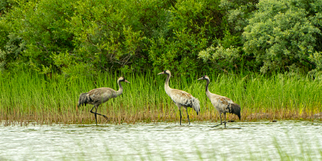 Серый журавль - 10 интересных фактов