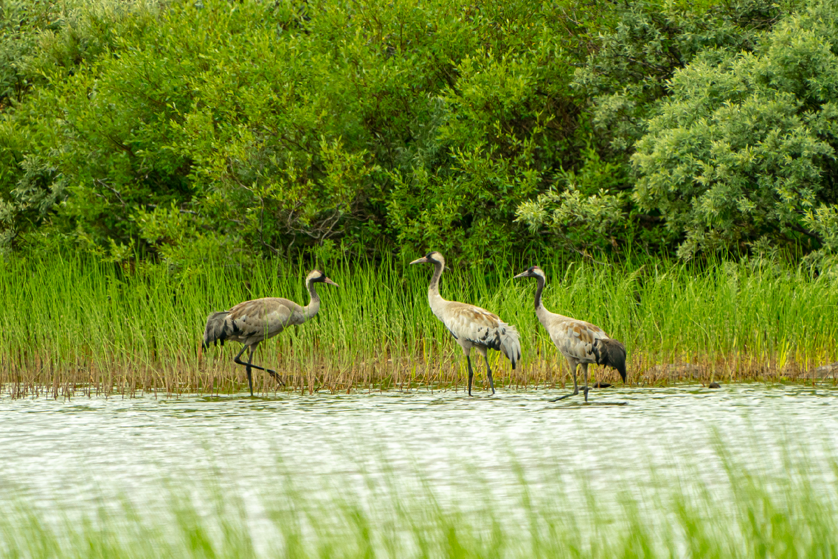 Серые журавли