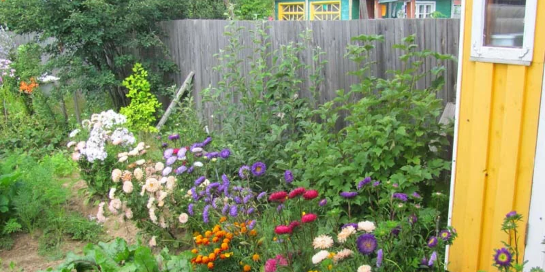 Посадил возле туалета и больше его никогда не чищу: растения, которые «маскируют» запах и другие проблемы