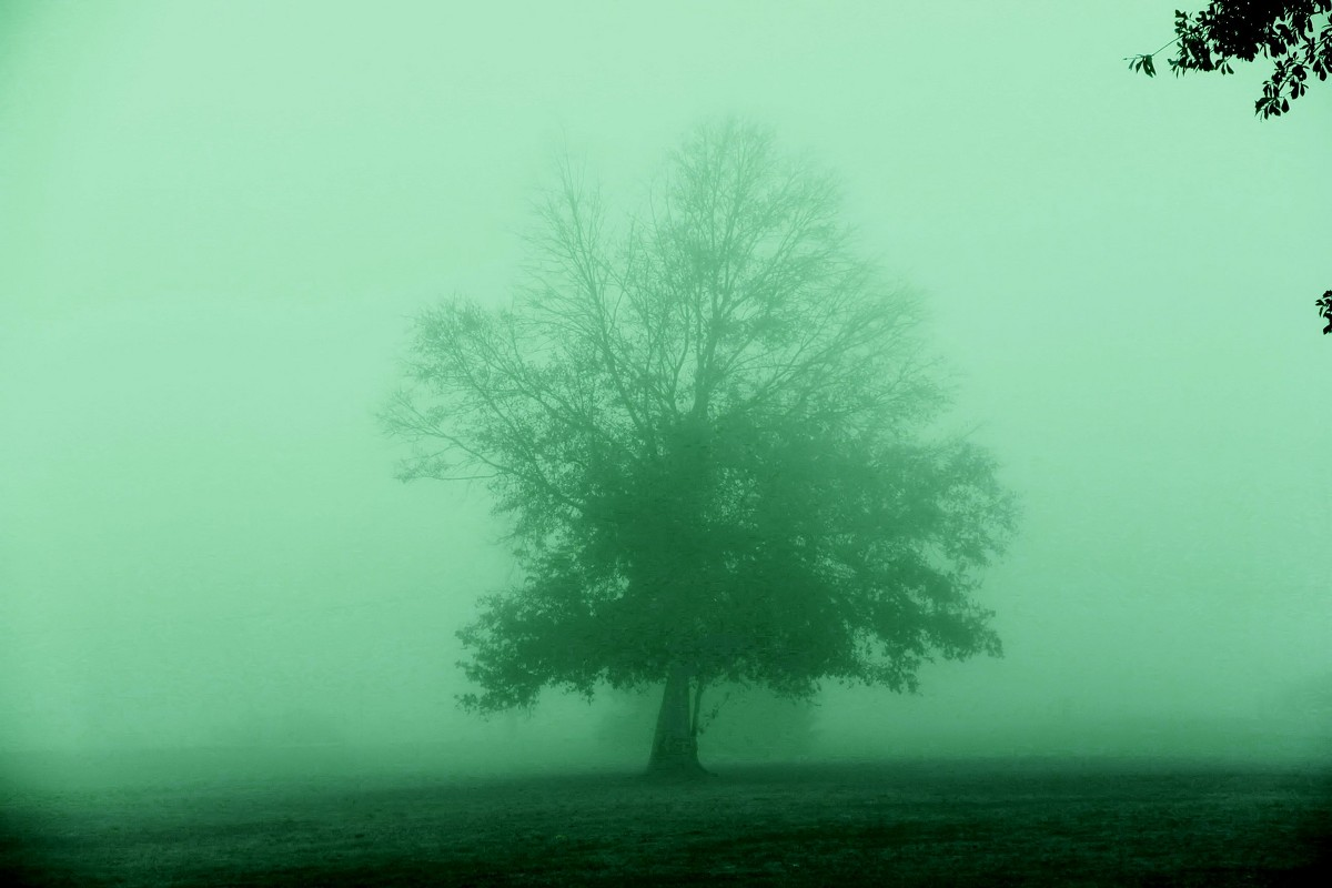 Фото взято отсюда: https://fotokto.ru/photo/view/339842.html И похоже, что это настоящее.