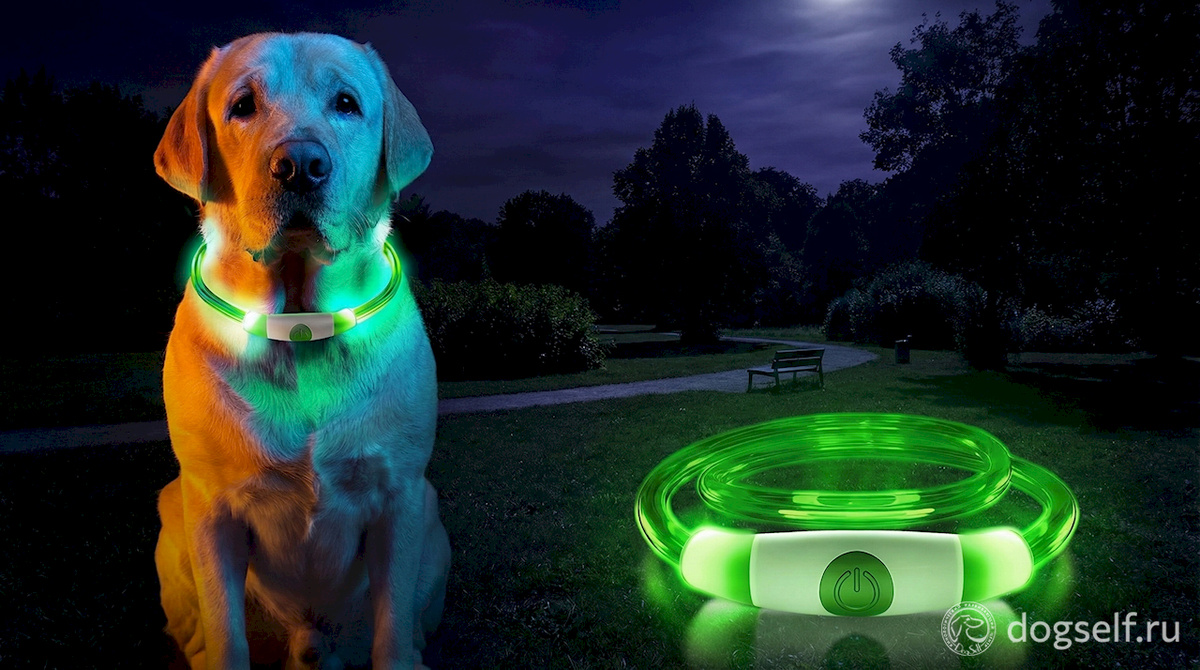 Светящийся LED ошейник делает собаку видимой в ночном парке - яркий свет помогает хозяину отследить движения питомца и не потерять его из виду в темноте | Иллюстрация: DogSelf
