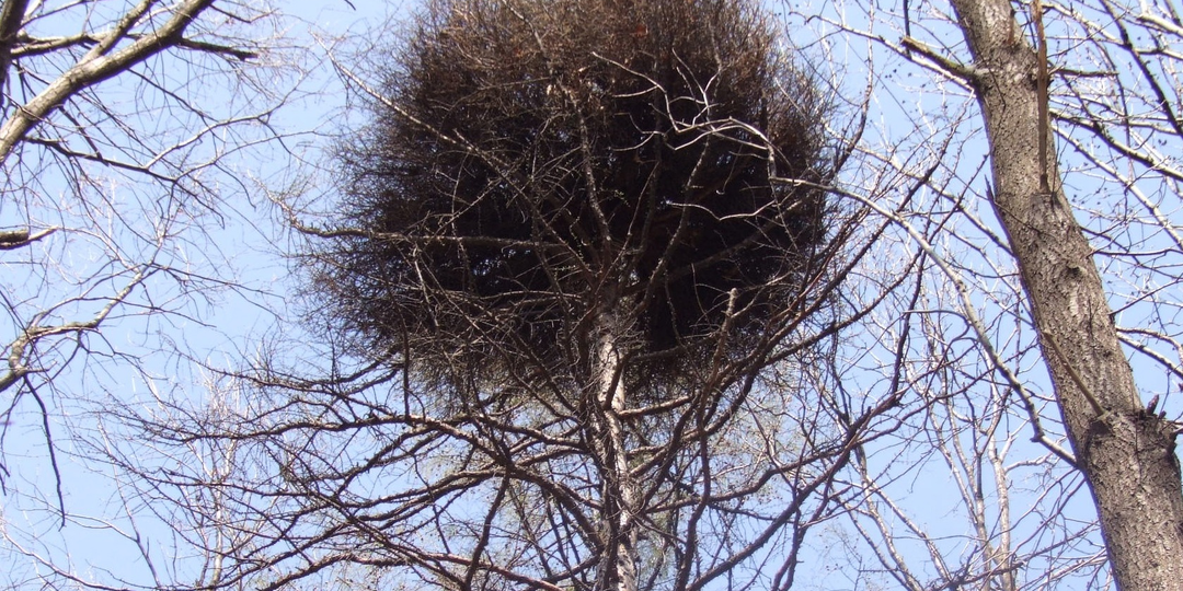 Ведьмины метлы: Странные наросты на деревьях, которые наводят ужас и снижают их урожайность. Откуда они берутся?