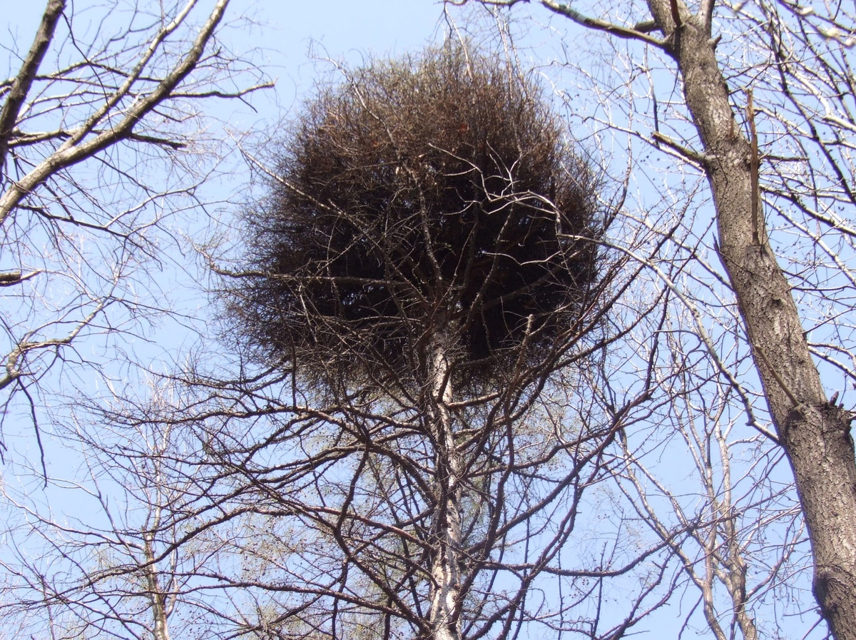 Эй, а не слишком высоко взобралась?