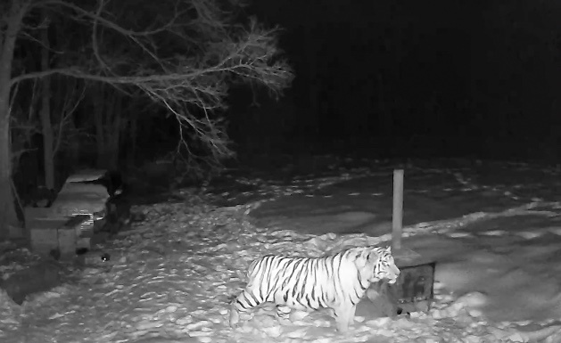 По одному из участков в п. "3-й сплавной" тигр ходит на протяжении недели почти каждый день.