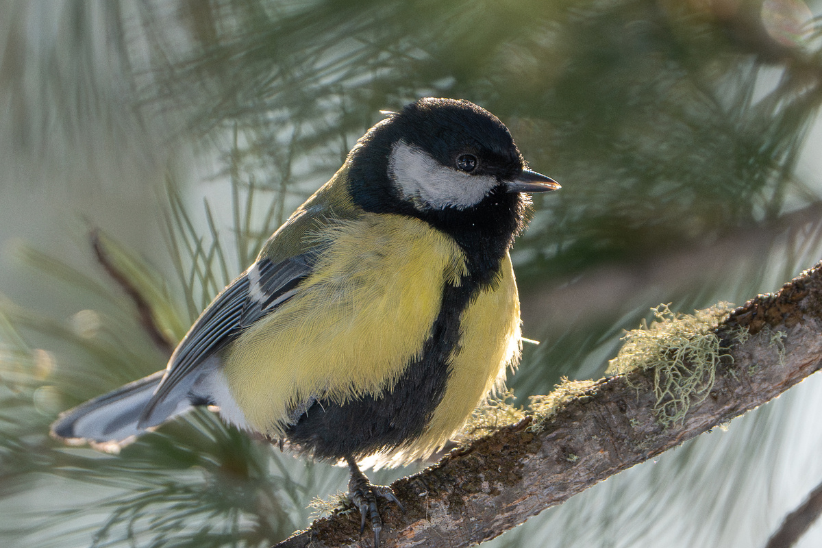 Большая синица