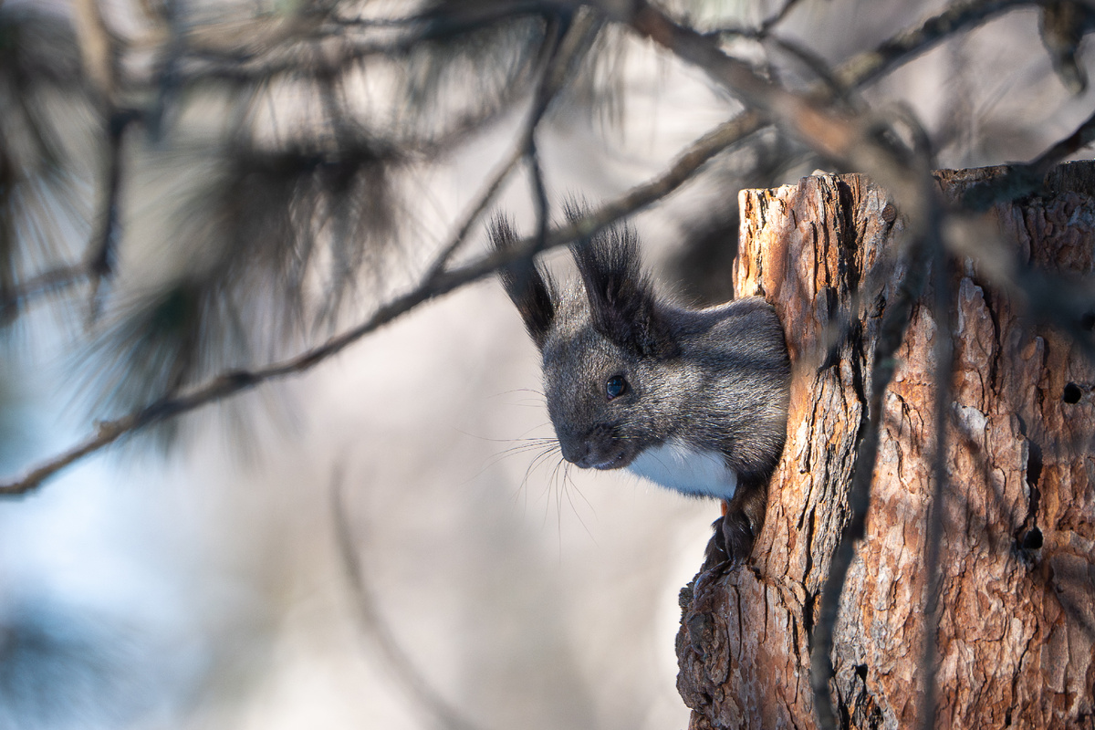 Обыкновенная белка