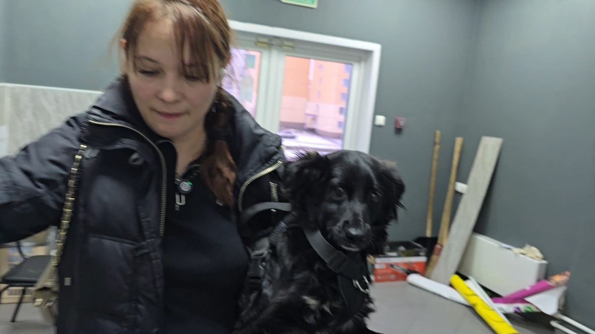  несу собачку в клинику