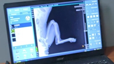 рентген показывает серьёзный перелом лапы собаки
