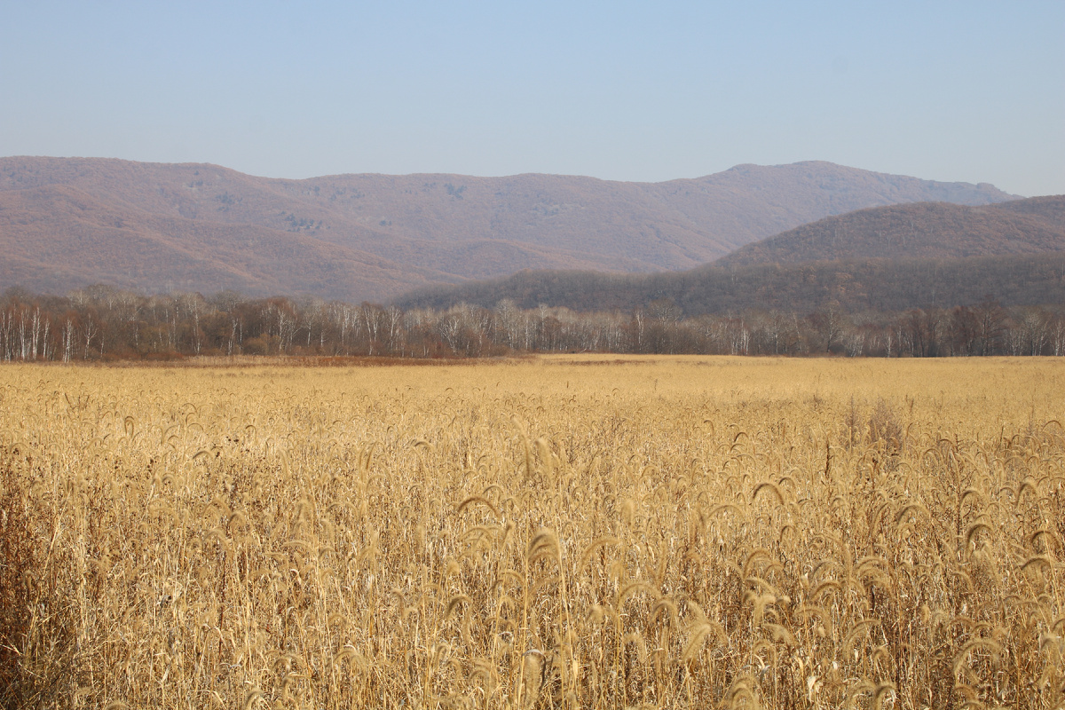 В долине Монастырки, притока реки Рудная, Дальнегорский район.