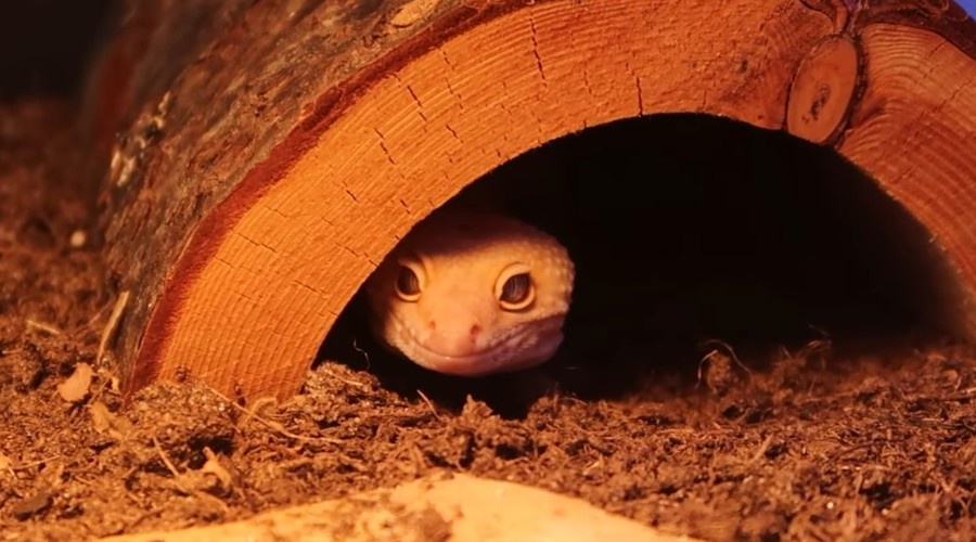 Лева в своем убежище.