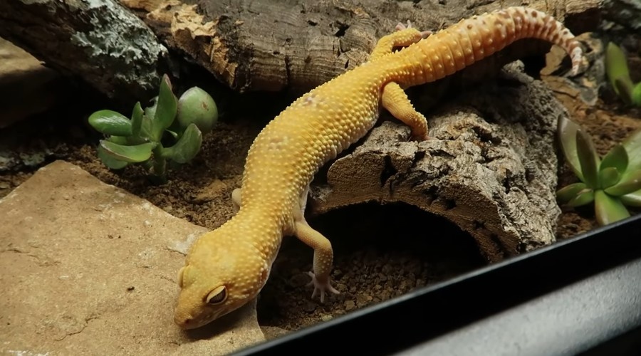 Лева исследует территорию.