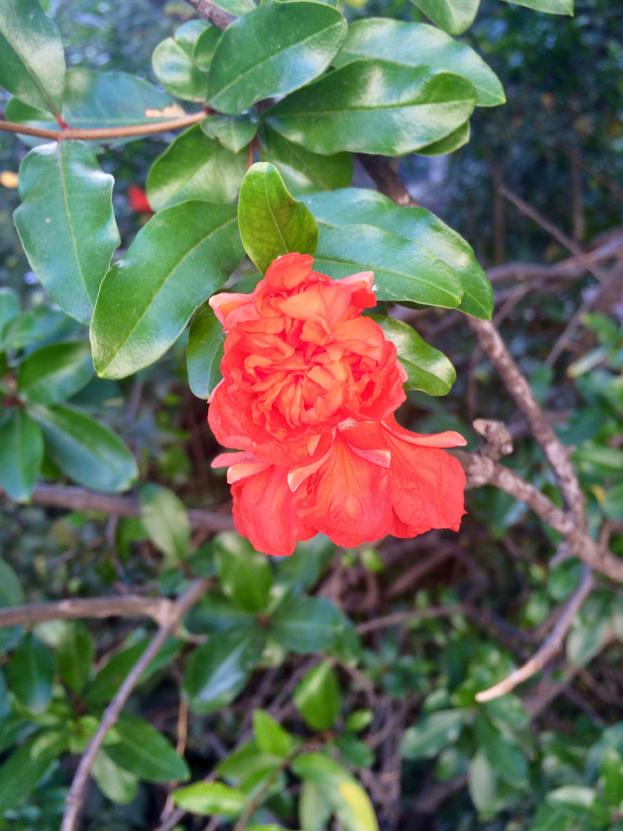 Фото из личного архива: так цветет гранат